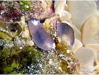 Photo: S. Koretz, Eilat: See note in Sea Slug forum